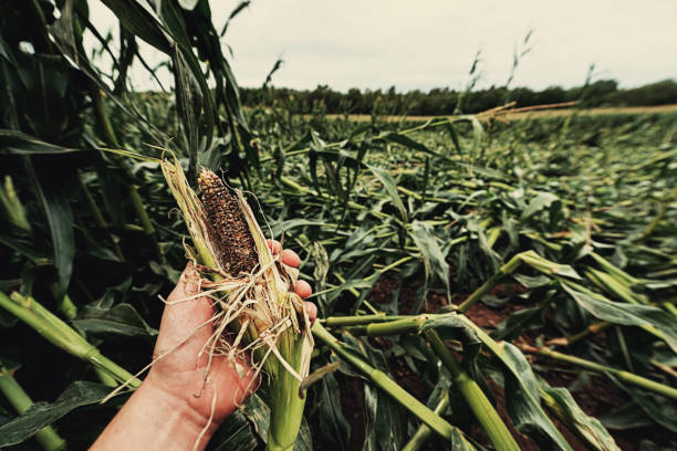 Qu’est-ce que le système d’assurance récolte pour les exploitants agricoles ?