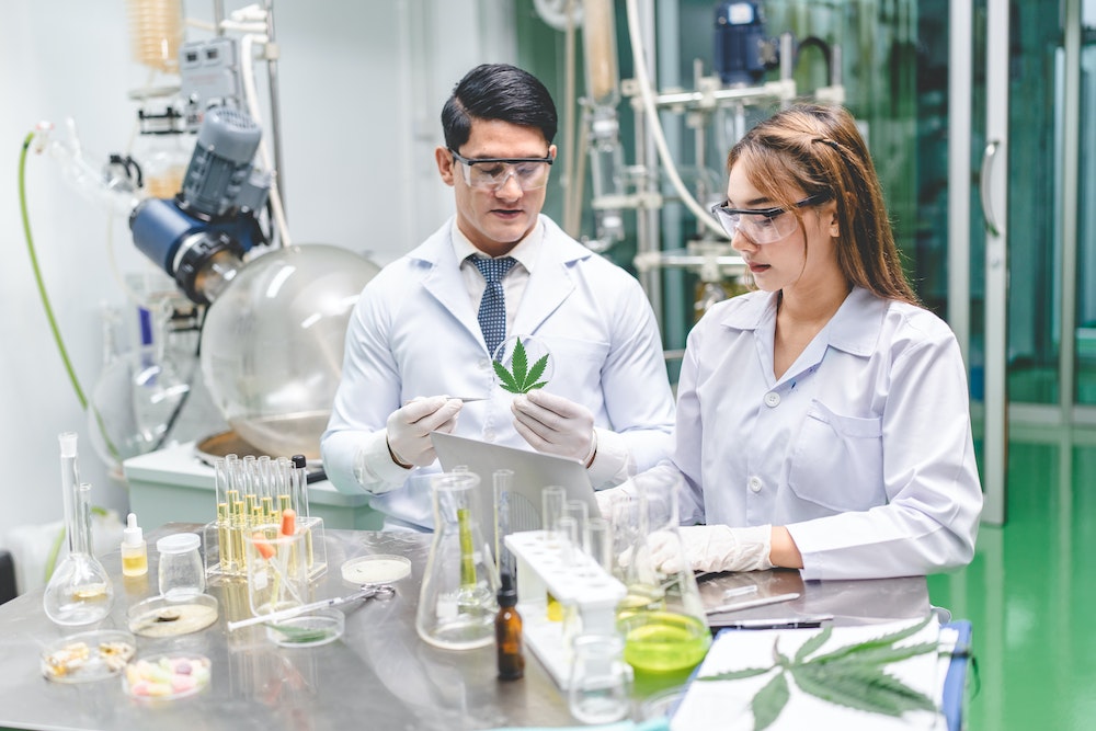 Franchises : le marché du CBD en pleine explosion