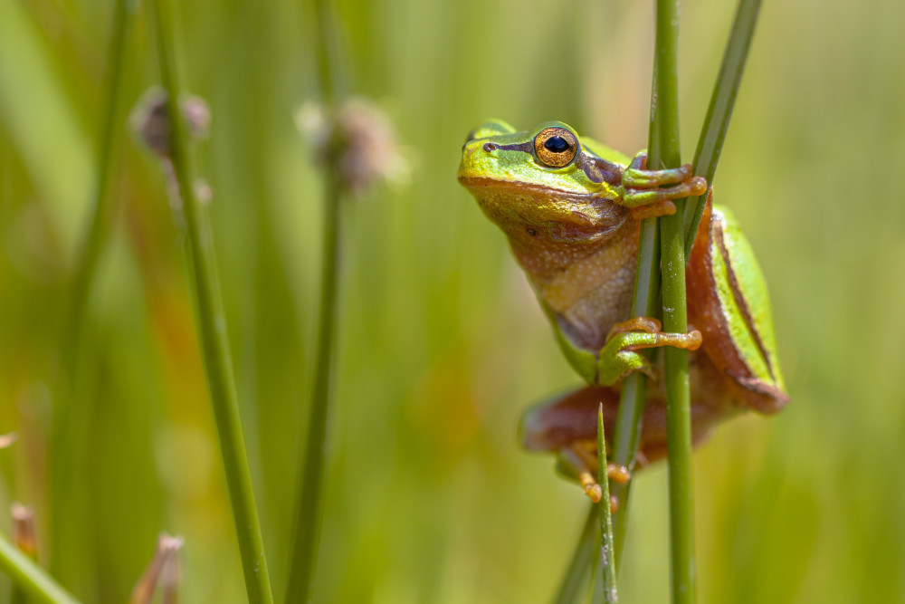 Avantages en nature et fiche de paie : une relation complexe mais essentielle