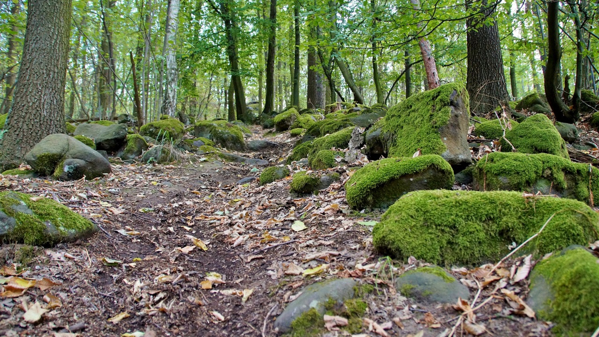 A quoi sert le marquage des arbres en forêt ?